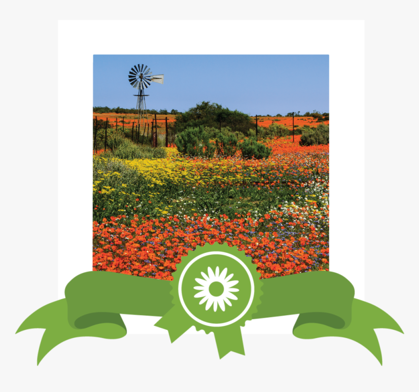 Site Images Wldflower 04 New Realign - South African Wild Flowers, HD Png Download