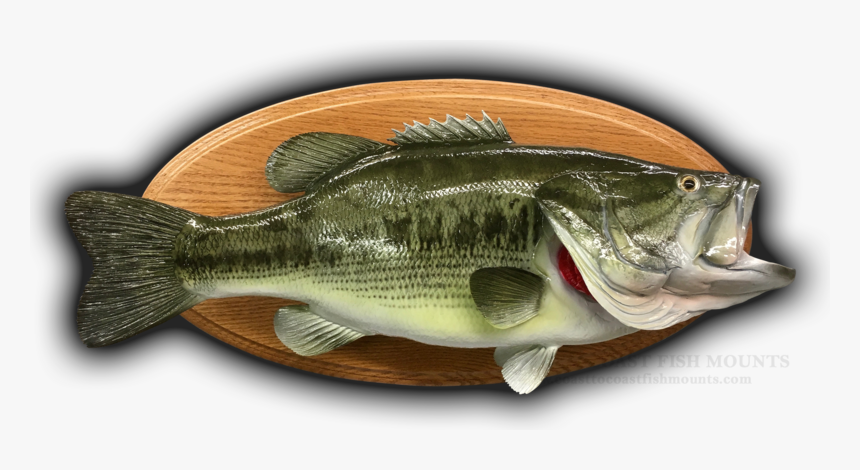 Perch, HD Png Download