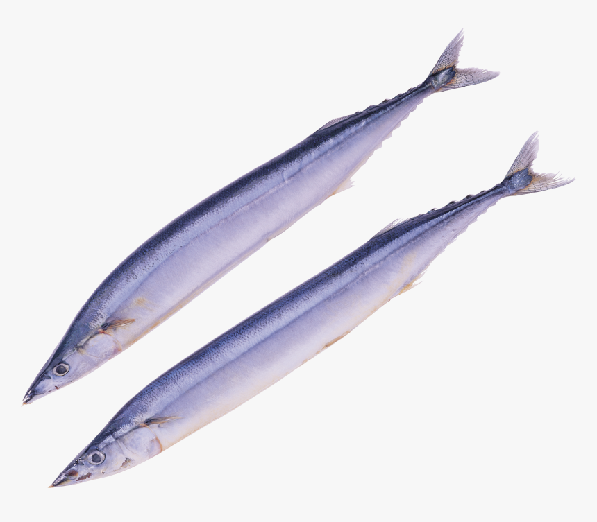 Bass Fish Png - Pacific Saury Png, Transparent Png