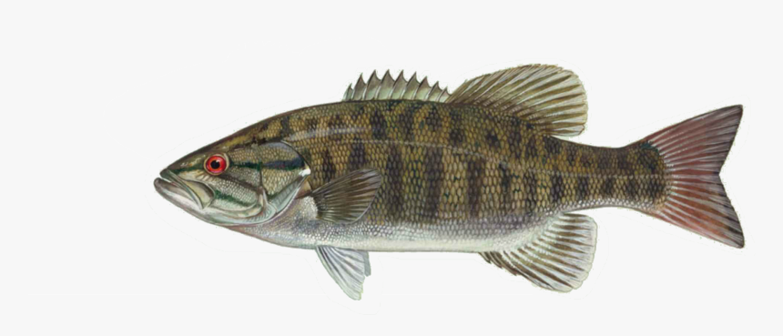 Small Mouth Bass, HD Png Download