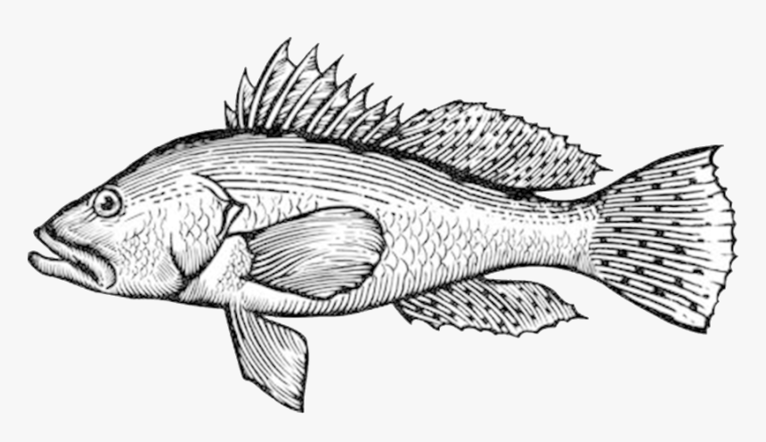 Sea Bass Clip Art, HD Png Download
