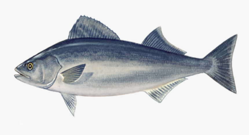 Sablefish From Port Orford Seafood - Sable Fish Png, Transparent Png