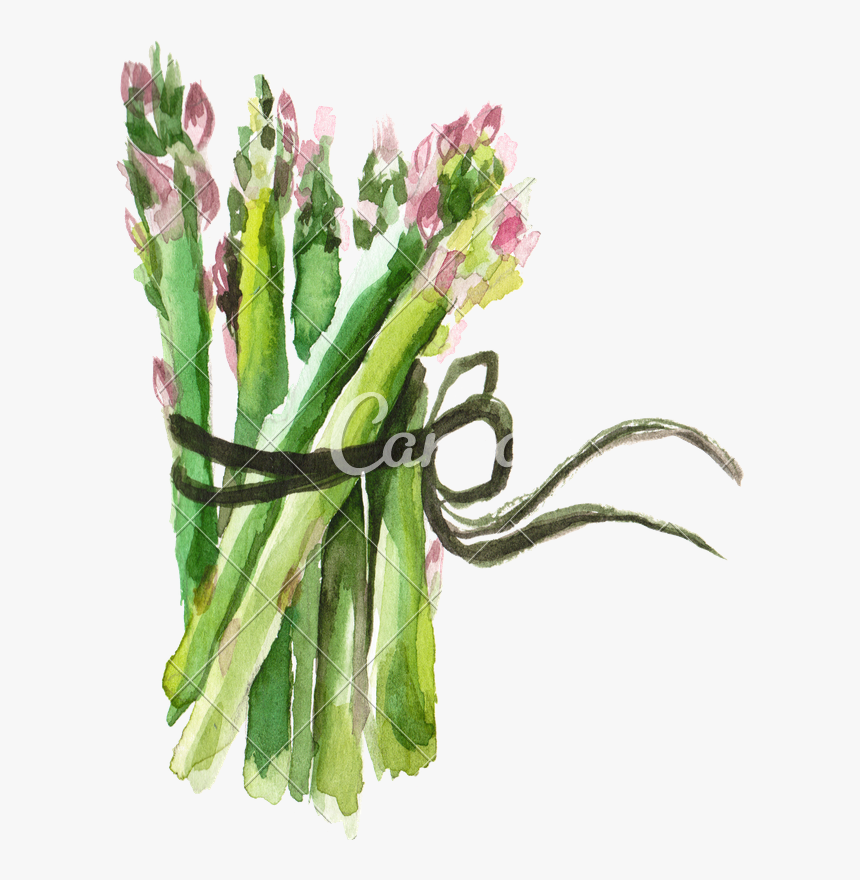 Transparent Asparagus Png - Asparagus Png Watercolor, Png Download