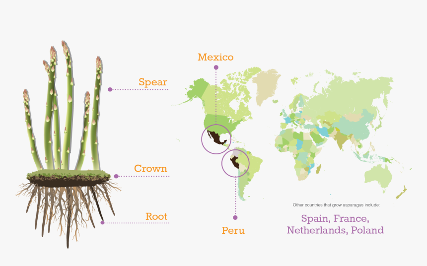 Transparent Asparagus Png - Second Largest Religion By Country Map, Png Download