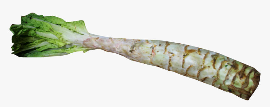 Celtuce Png, Transparent Png