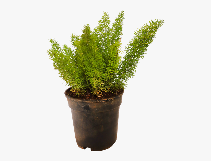 Asparagus Meyeri, HD Png Download