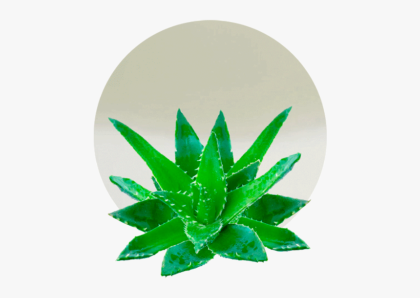 Aloe Vera Scientific Name, HD Png Download
