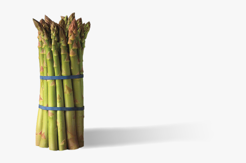 Bamboo, HD Png Download