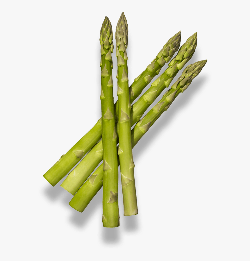 Bamboo, HD Png Download