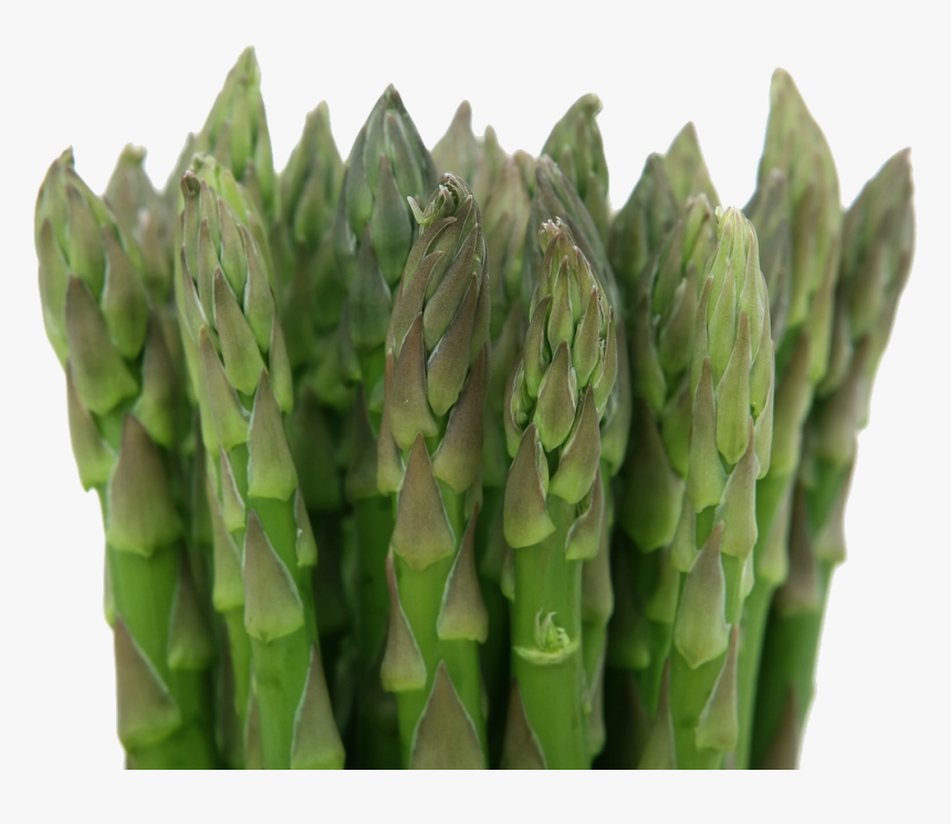 Asparagus - Net Carbs In Celery, HD Png Download