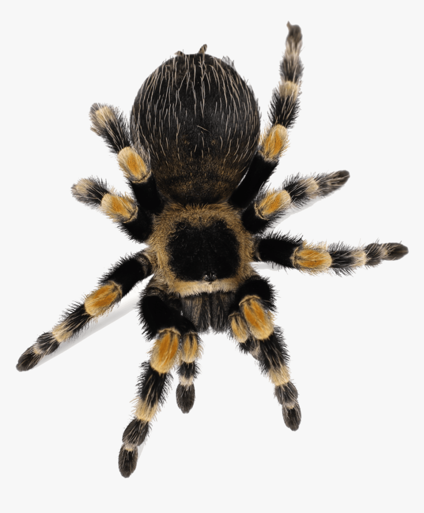 Clip Art Mexican Redknee Brachypelma Smithi - Tarantula Png, Transparent Png