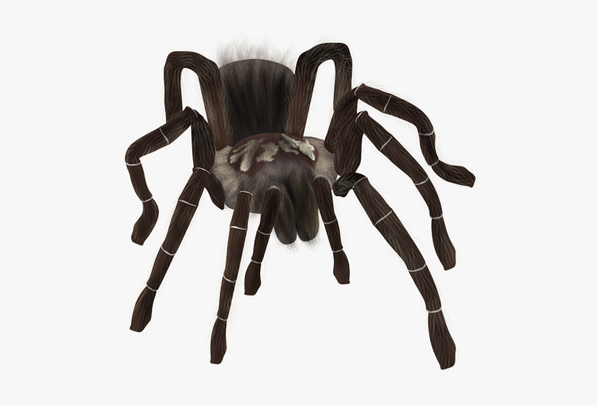 Spider Png Download - Tarantula Png, Transparent Png