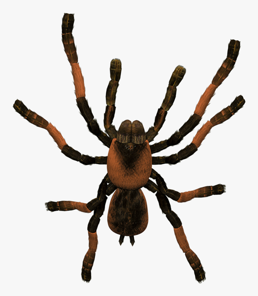 Transparent Tarantula Clipart - Tarantula Png, Png Download