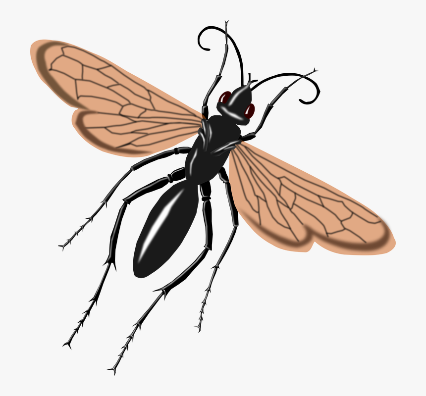 Hawk, Say, Tarantula, Thomas, Wasp - Tarantula Hawk Wasp Drawing, HD Png Download