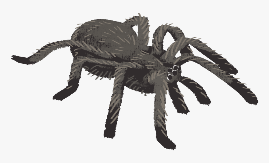Tarantula Spider Tarantula Insect Wacom Intuos Photoshop - Insect, HD Png Download