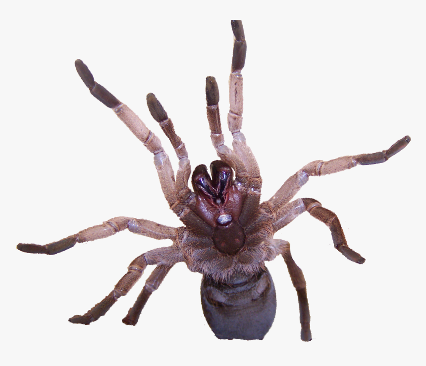 Tarantulas Are Insects, HD Png Download