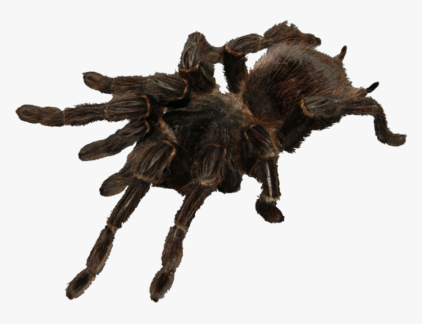 Saturday 28&29th Feb 2020, 11-4pm - Tarantula, HD Png Download