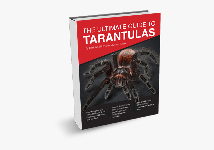 Ultimate Guide To Tarantulas, HD Png Download