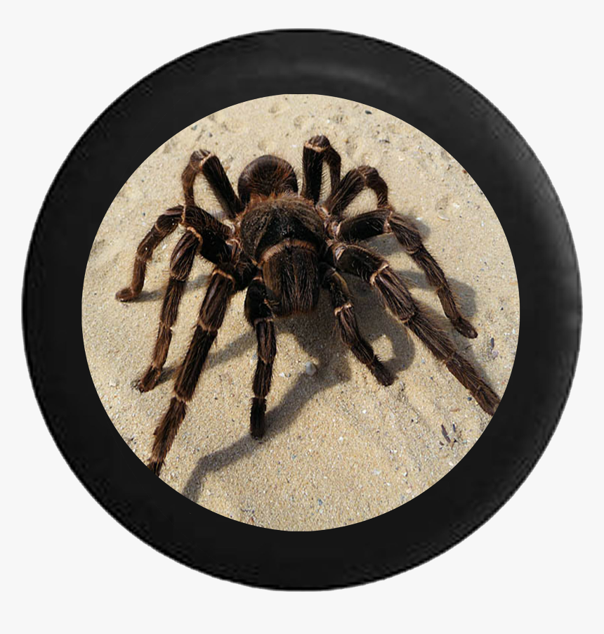 Tarantula Spider On Desert Sand Jeep Camper Spare Tire, HD Png Download