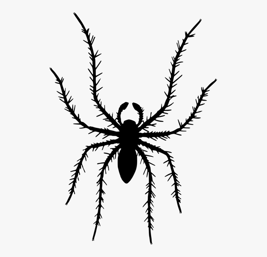 Tarantula,araneus,spider - Illustration, HD Png Download