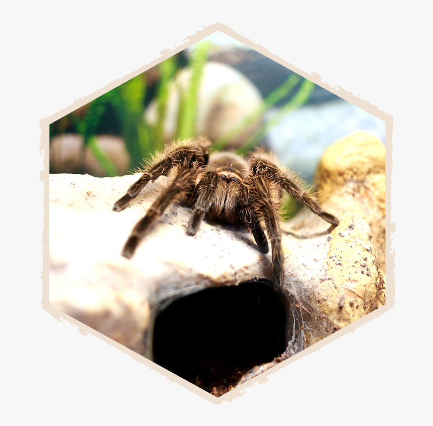 Insectropolis Bug Zoo Of New Jersey - Tarantula, HD Png Download