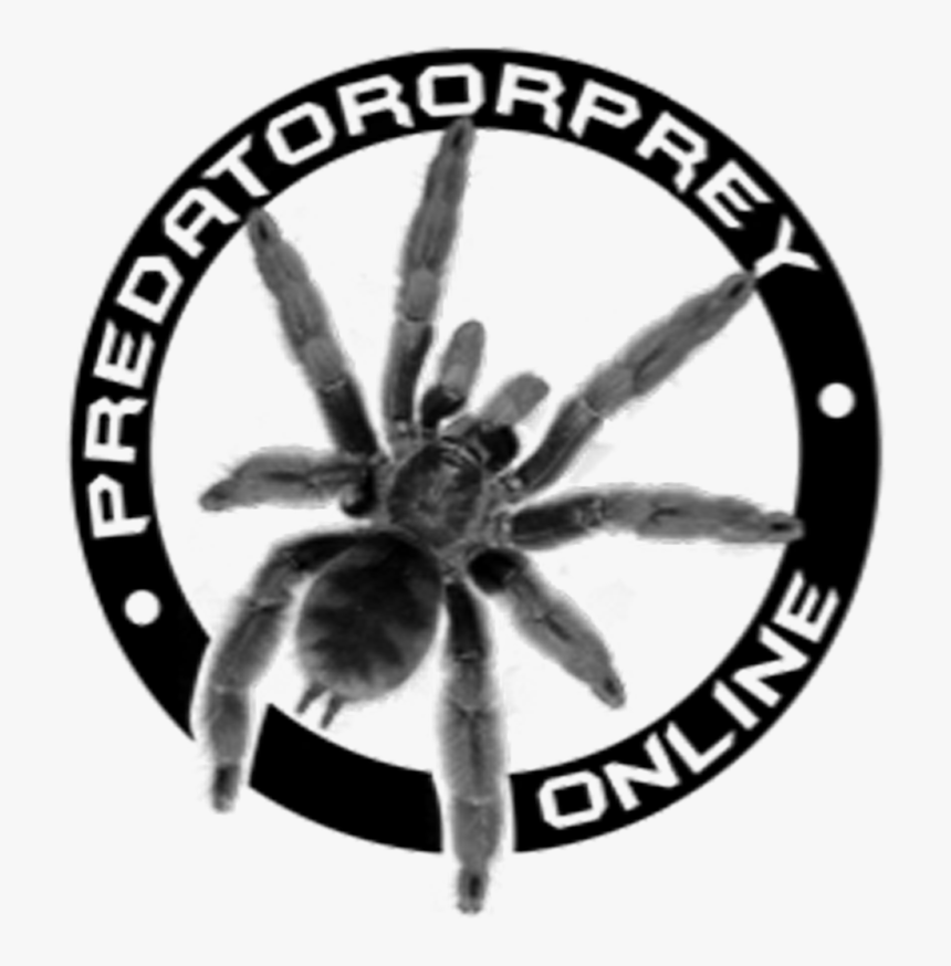 Black Logo Test - Boston Bruins Champions Eastern, HD Png Download