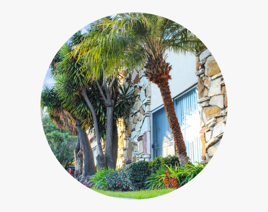 Roystonea, HD Png Download