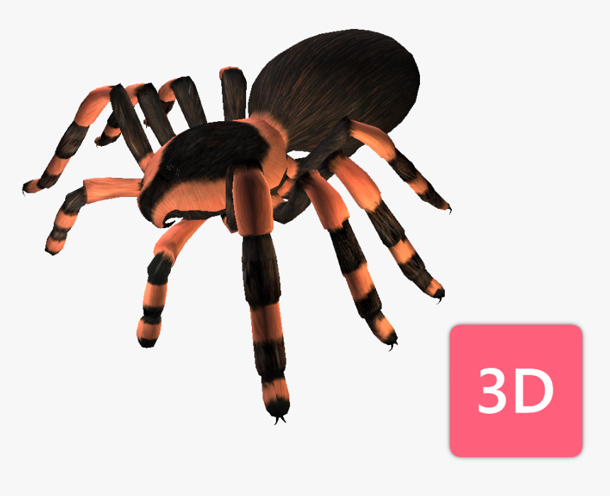 Tarantula, HD Png Download