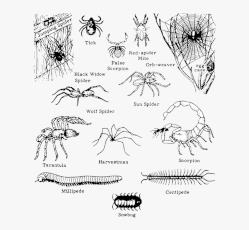 Leaf Litter Identification Key, HD Png Download