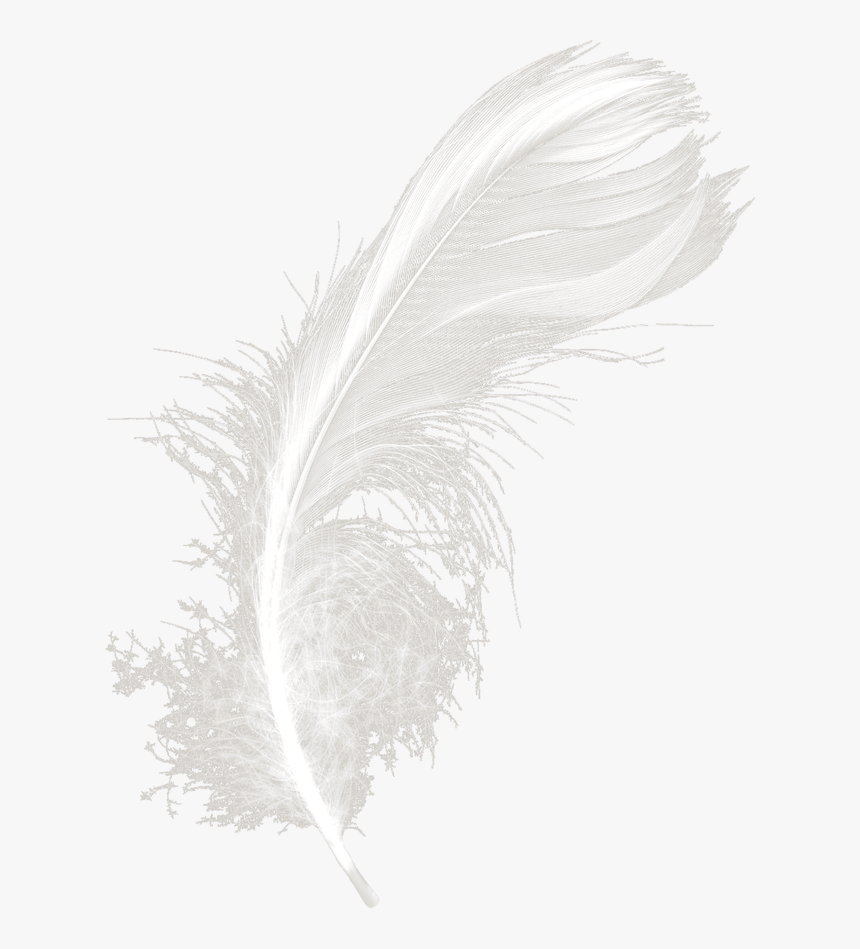 Feathers White Black Feather Download Hd Png Clipart - Feather, Transparent Png