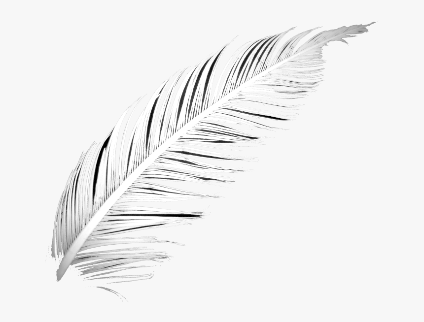 Poetry Feather Png - Lightest, Transparent Png