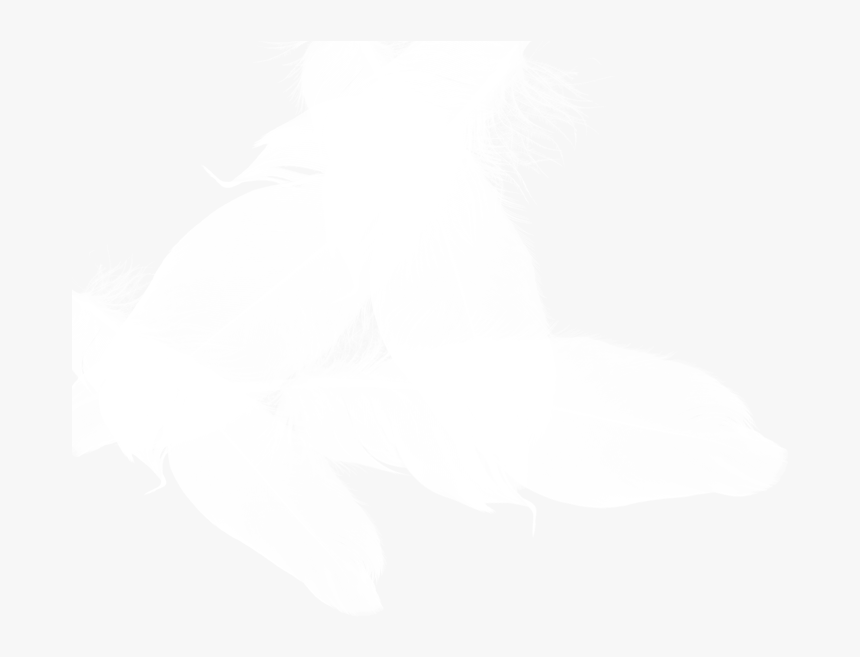 Transparent Black Feathers Png - Pigeons And Doves, Png Download