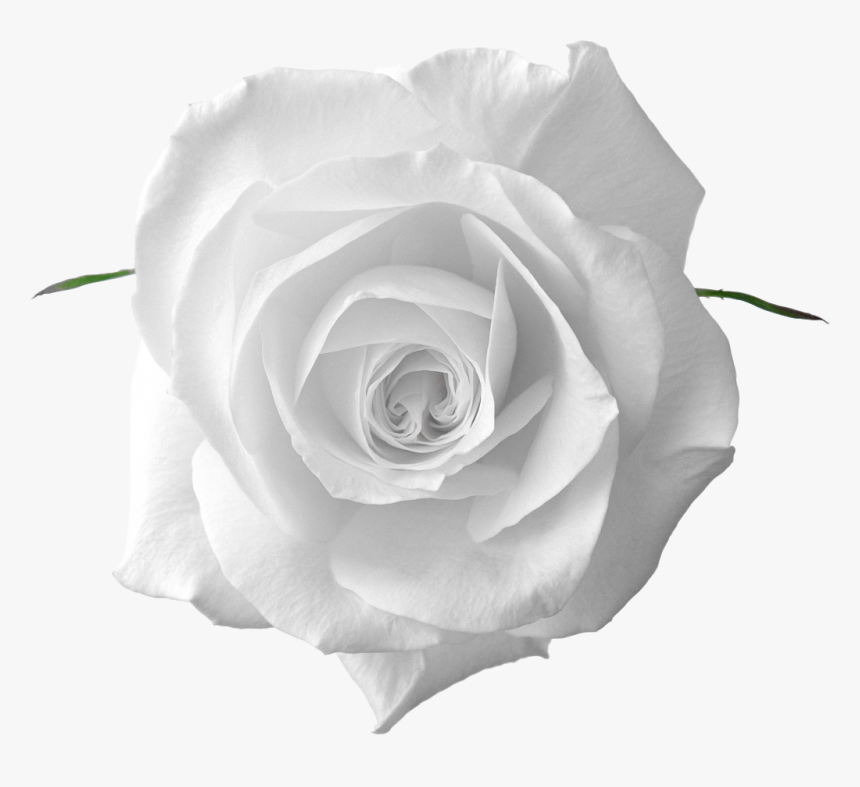 White Rose And Leaf, HD Png Download
