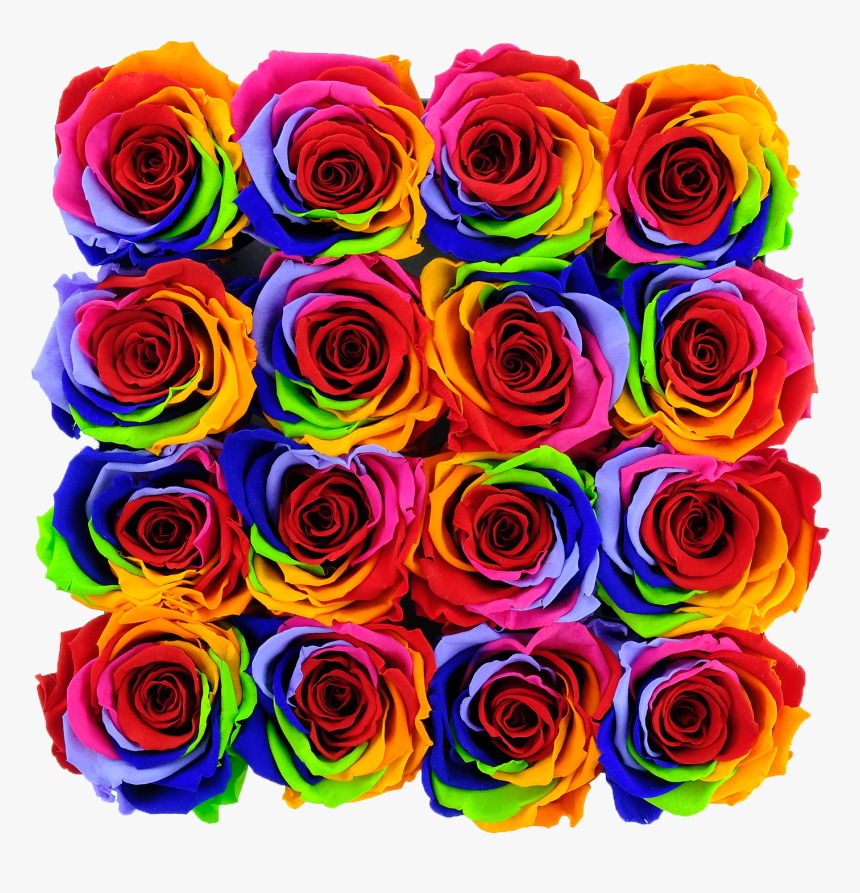 Garden Roses, HD Png Download