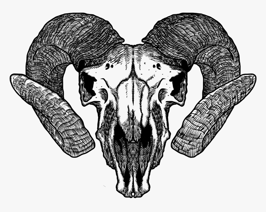 Aries - Transparent Animal Skull Art, HD Png Download
