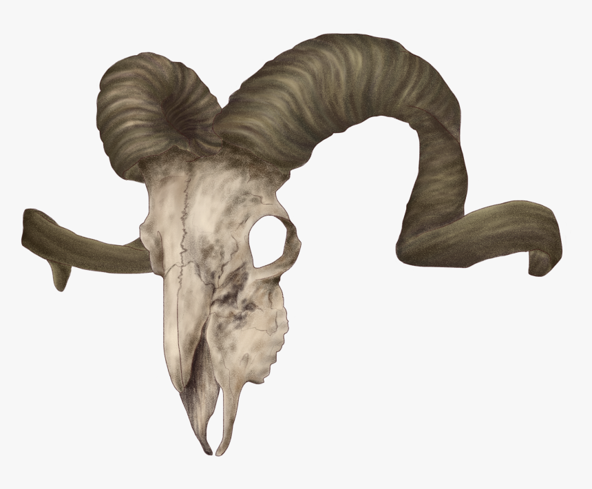 Animal Horn Png - Ram Skull Reference, Transparent Png