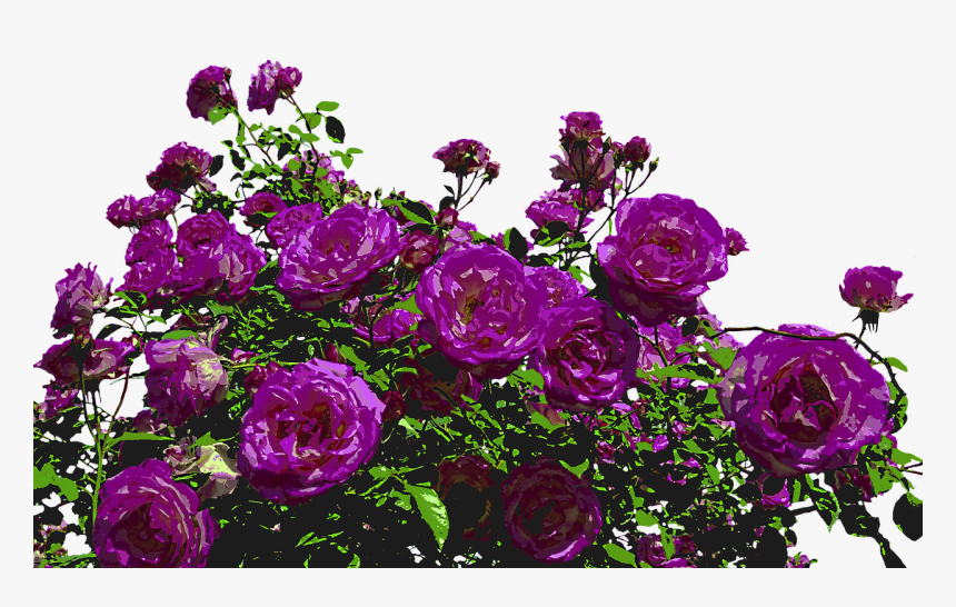 Rose Bush Transparent, HD Png Download