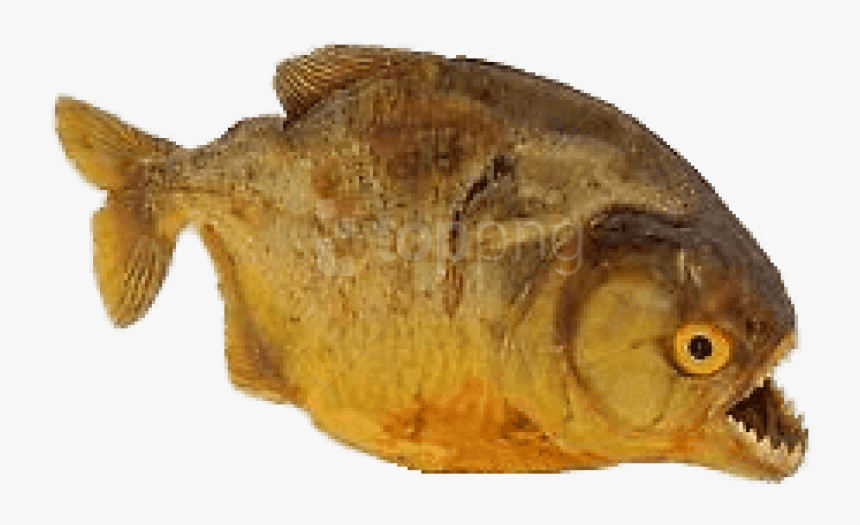 Download Piranha Images Background - Piranha Png, Transparent Png