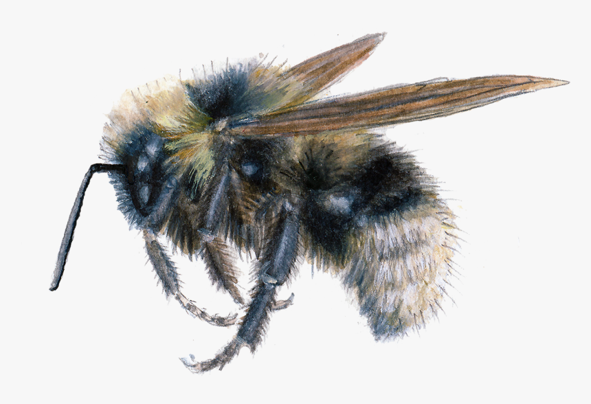 Barbut S Cuckoo Bumblebee - Honeybee, HD Png Download