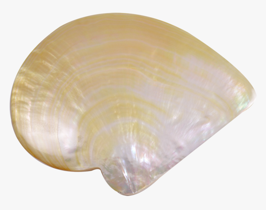 Mop Gold Lip - Ceiling, HD Png Download