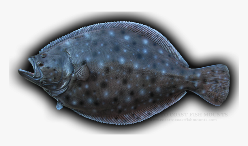 Summer Flounder Transparent Background, HD Png Download
