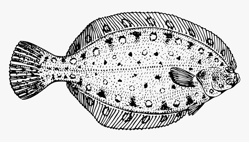 Flounder - Flounder Black And White, HD Png Download