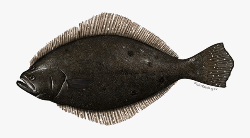Fish Summer Flounder Fluke, HD Png Download