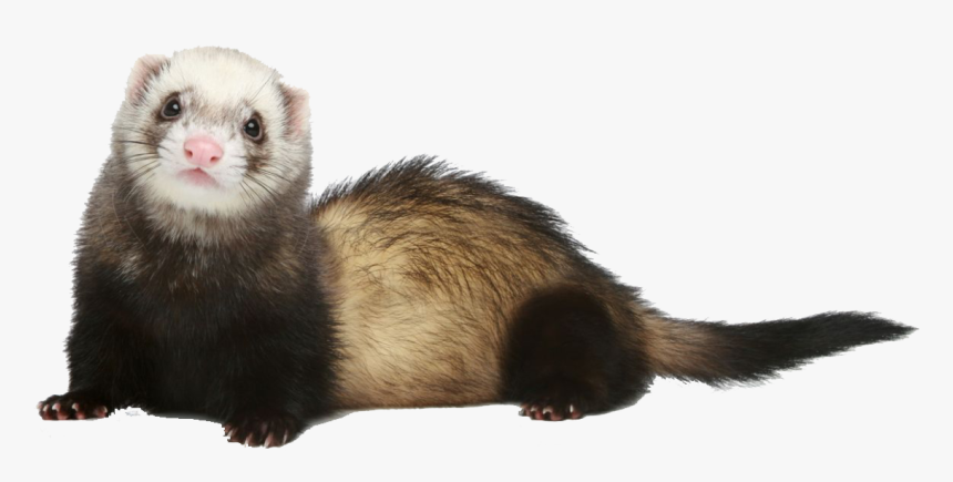 Ferret Png Photo - Ferret Without Background, Transparent Png