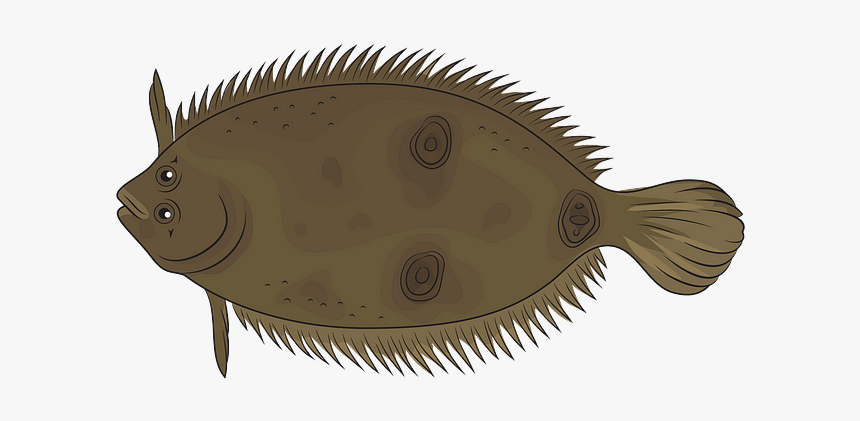 Sole, HD Png Download