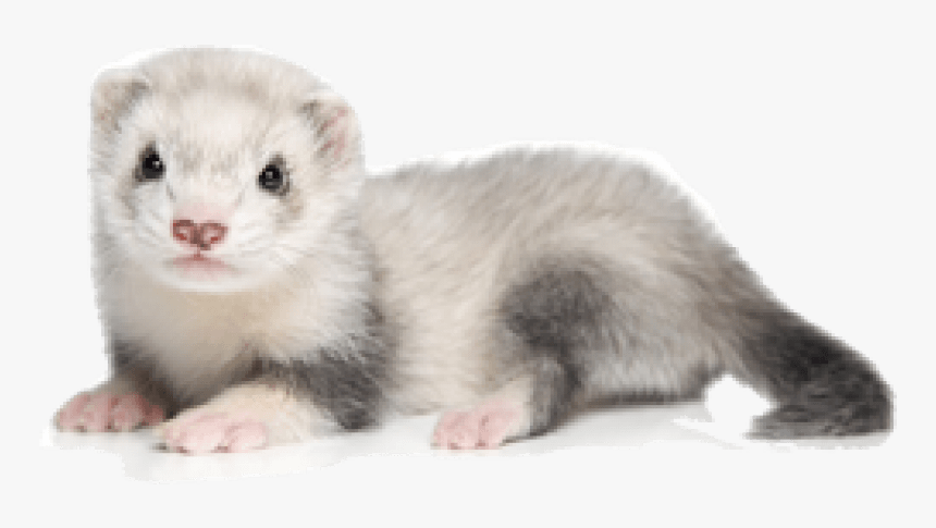 Ferret Png Picture - White And Gray Ferret, Transparent Png