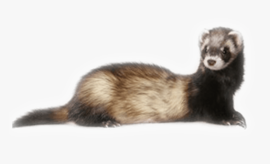Download Ferret Png Images Background - Ferret Png, Transparent Png