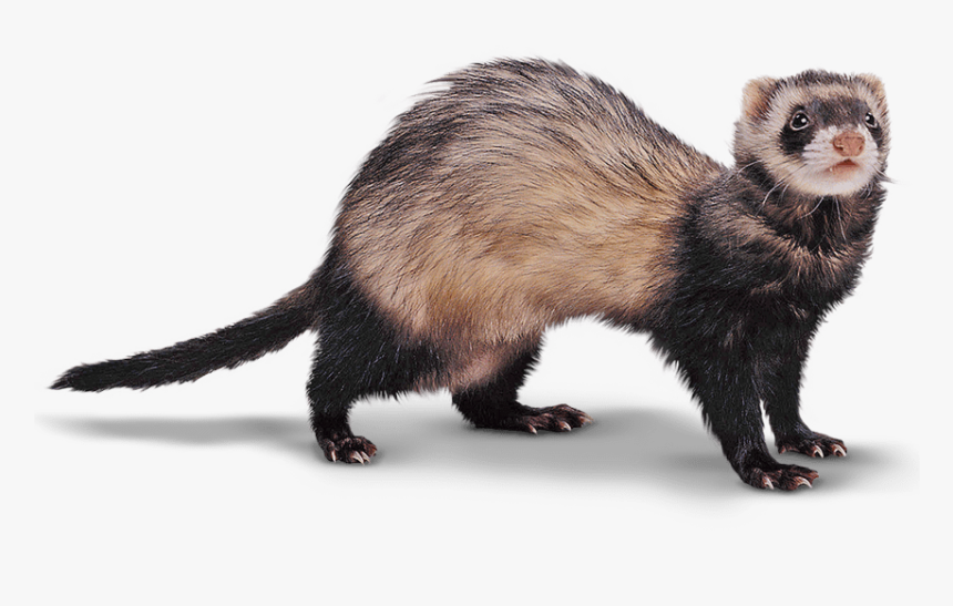 Ferrets Png, Transparent Png