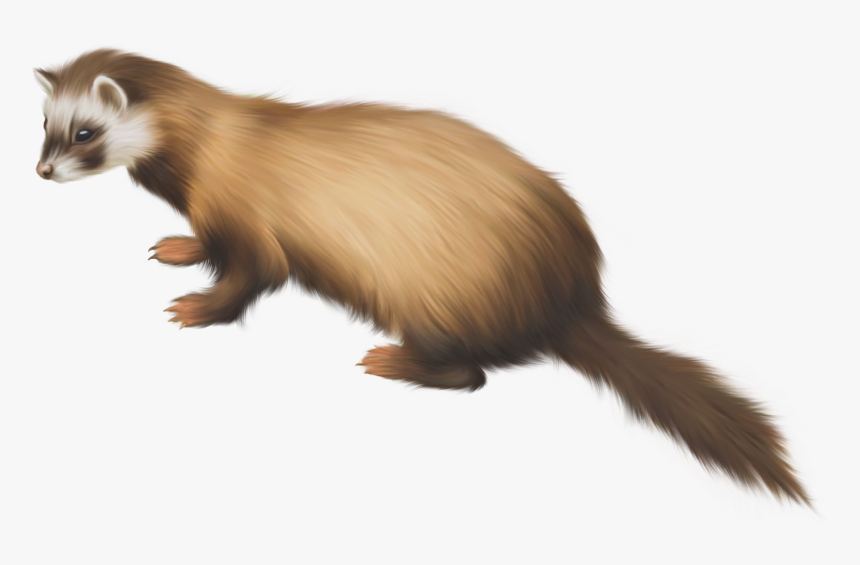 Ferret Png Clip Art - Black Footed Ferret Clipart, Transparent Png