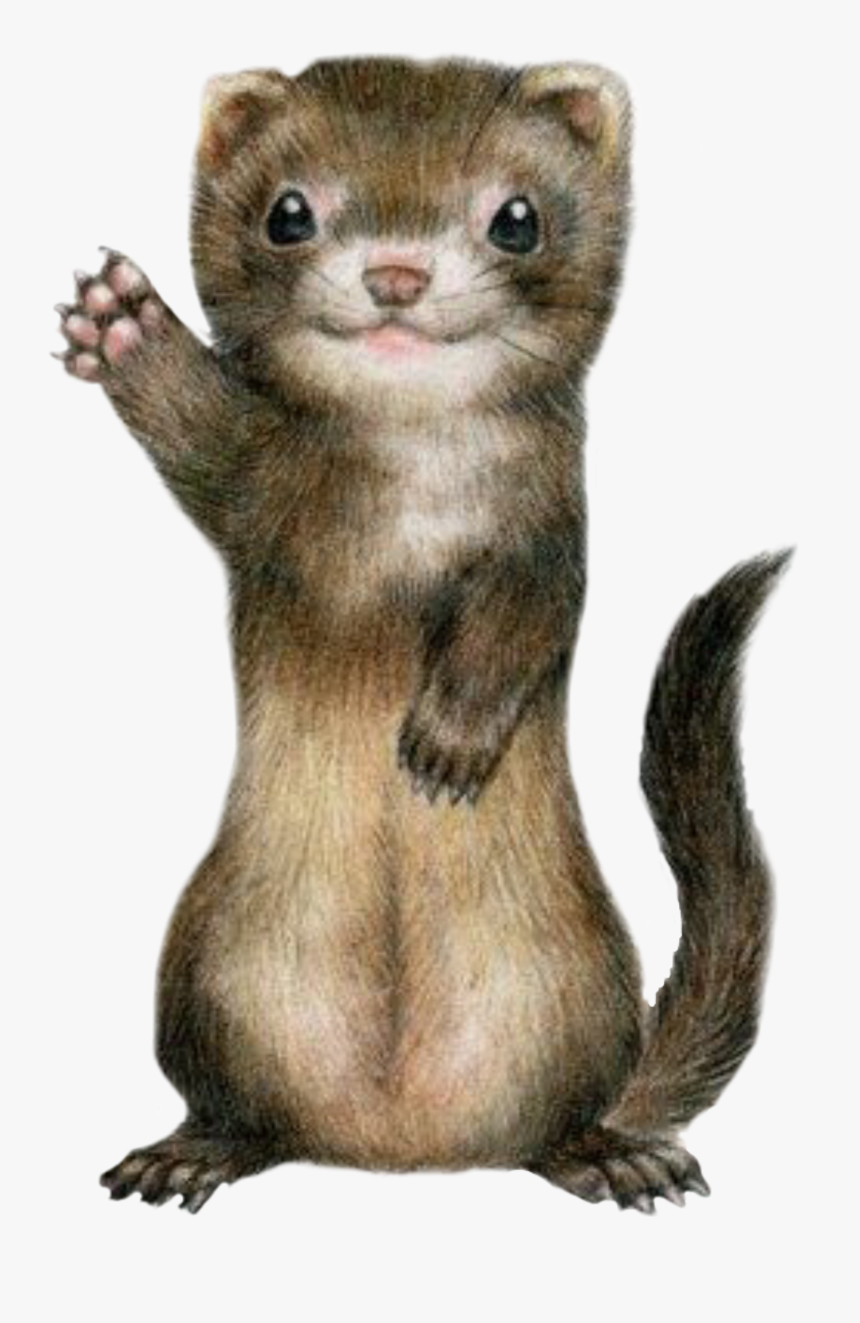 #ferret #cute #freetoedit - Ferret Kawaii, HD Png Download